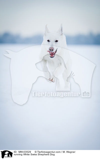 rennender Weier Schweizer Schferhund / running White Swiss Shepherd Dog / MW-03529