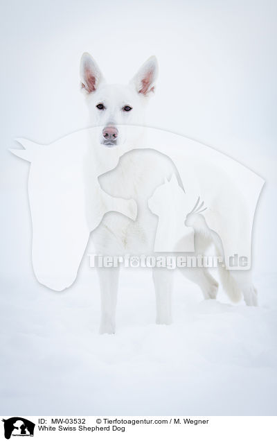 Weier Schweizer Schferhund / White Swiss Shepherd Dog / MW-03532