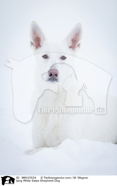 liegender Weier Schweizer Schferhund / lying White Swiss Shepherd Dog / MW-03534