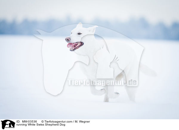 rennender Weier Schweizer Schferhund / running White Swiss Shepherd Dog / MW-03536