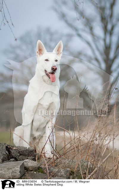 sitzender Weier Schweizer Schferhund / sitting White Swiss Shepherd Dog / MW-03654