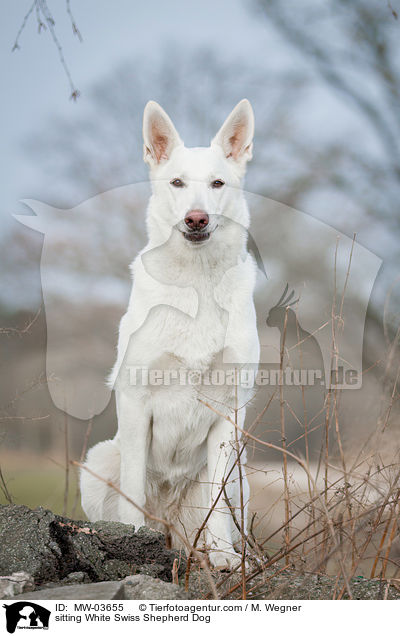 sitzender Weier Schweizer Schferhund / sitting White Swiss Shepherd Dog / MW-03655