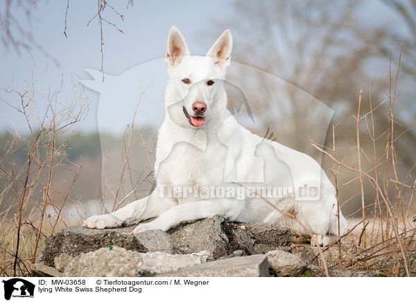 liegender Weier Schweizer Schferhund / lying White Swiss Shepherd Dog / MW-03658