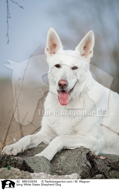 liegender Weier Schweizer Schferhund / lying White Swiss Shepherd Dog / MW-03659