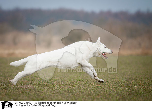 rennender Weier Schweizer Schferhund / running White Swiss Shepherd Dog / MW-03668
