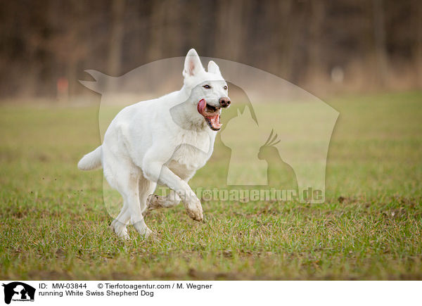 rennender Weier Schweizer Schferhund / running White Swiss Shepherd Dog / MW-03844