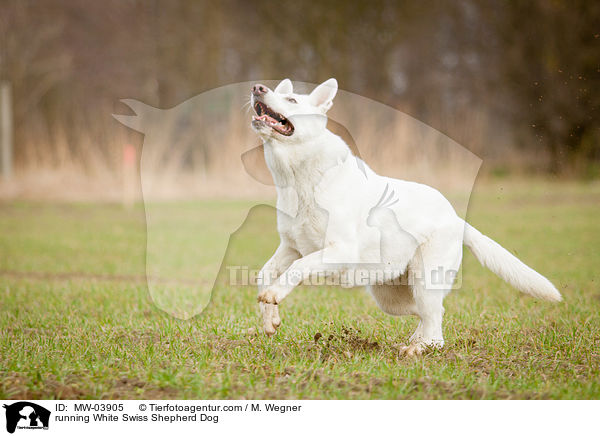 rennender Weier Schweizer Schferhund / running White Swiss Shepherd Dog / MW-03905