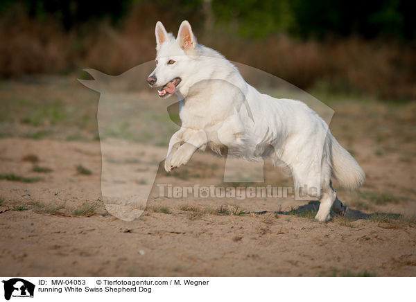 rennender Weier Schweizer Schferhund / running White Swiss Shepherd Dog / MW-04053