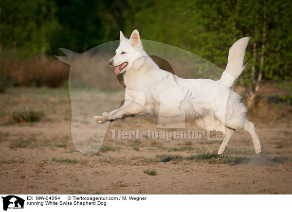 running White Swiss Shepherd Dog / MW-04064