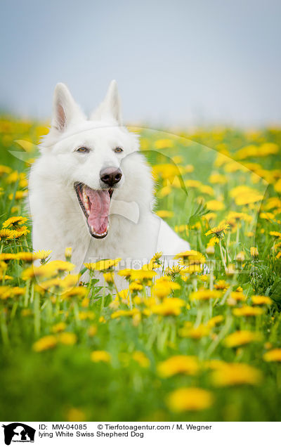 liegender Weier Schweizer Schferhund / lying White Swiss Shepherd Dog / MW-04085