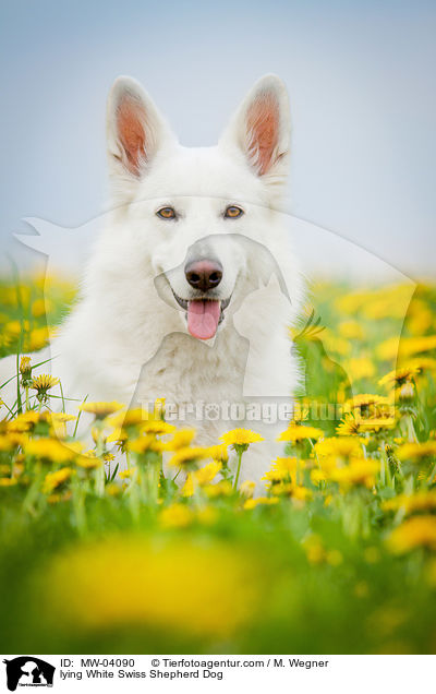 liegender Weier Schweizer Schferhund / lying White Swiss Shepherd Dog / MW-04090