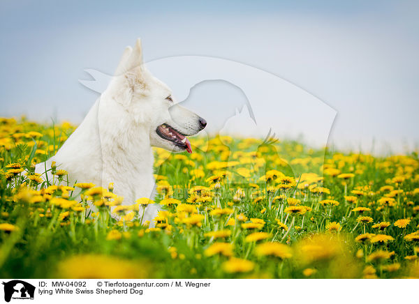 liegender Weier Schweizer Schferhund / lying White Swiss Shepherd Dog / MW-04092