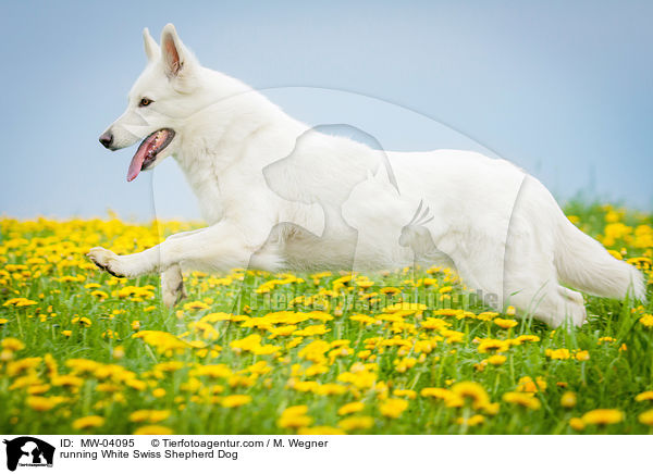 rennender Weier Schweizer Schferhund / running White Swiss Shepherd Dog / MW-04095
