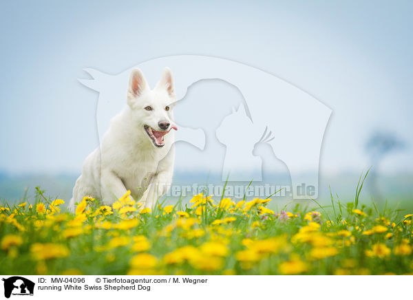 rennender Weier Schweizer Schferhund / running White Swiss Shepherd Dog / MW-04096