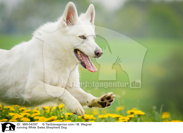 rennender Weier Schweizer Schferhund / running White Swiss Shepherd Dog / MW-04097