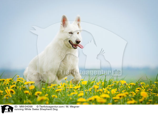 rennender Weier Schweizer Schferhund / running White Swiss Shepherd Dog / MW-04098
