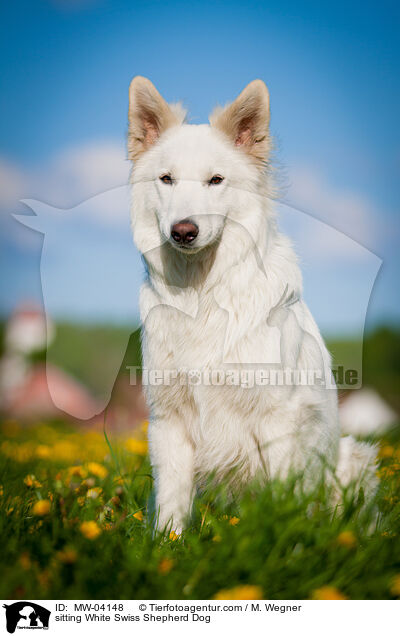 sitzender Weier Schweizer Schferhund / sitting White Swiss Shepherd Dog / MW-04148