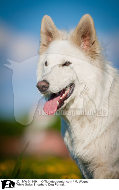 Weier Schweizer Schferhund Portrait / White Swiss Shepherd Dog Portrait / MW-04149