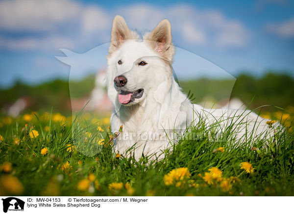 liegender Weier Schweizer Schferhund / lying White Swiss Shepherd Dog / MW-04153