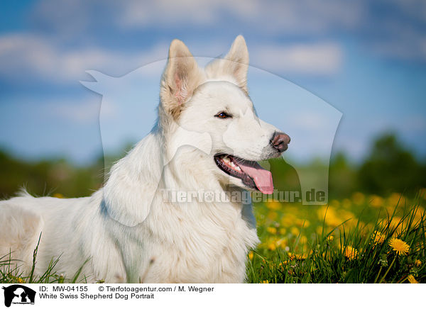 Weier Schweizer Schferhund Portrait / White Swiss Shepherd Dog Portrait / MW-04155