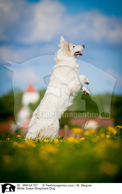Weier Schweizer Schferhund / White Swiss Shepherd Dog / MW-04157