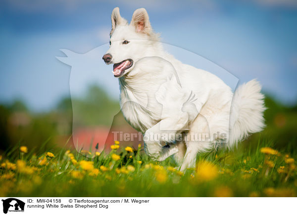 rennender Weier Schweizer Schferhund / running White Swiss Shepherd Dog / MW-04158