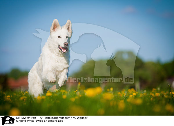 rennender Weier Schweizer Schferhund / running White Swiss Shepherd Dog / MW-04160