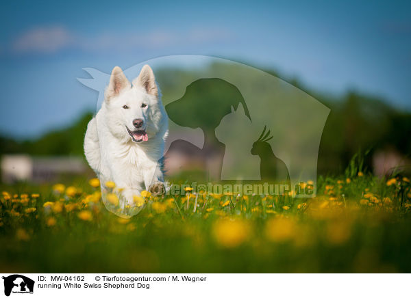 rennender Weier Schweizer Schferhund / running White Swiss Shepherd Dog / MW-04162