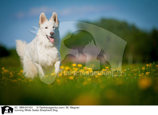 rennender Weier Schweizer Schferhund / running White Swiss Shepherd Dog / MW-04163