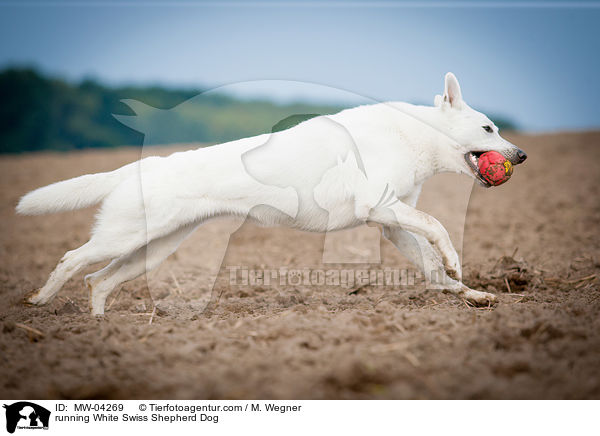 rennender Weier Schweizer Schferhund / running White Swiss Shepherd Dog / MW-04269
