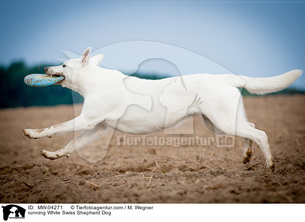 rennender Weier Schweizer Schferhund / running White Swiss Shepherd Dog / MW-04271