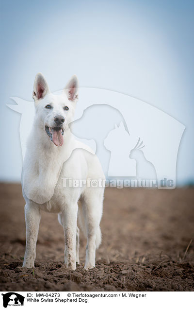 Weier Schweizer Schferhund / White Swiss Shepherd Dog / MW-04273