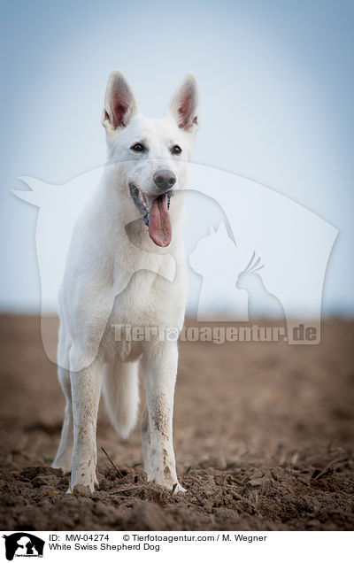 Weier Schweizer Schferhund / White Swiss Shepherd Dog / MW-04274
