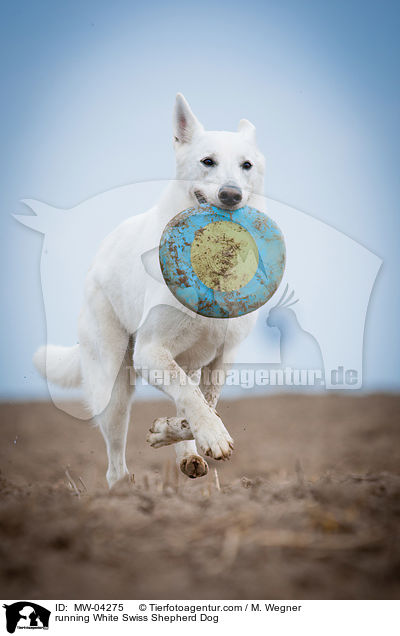 rennender Weier Schweizer Schferhund / running White Swiss Shepherd Dog / MW-04275