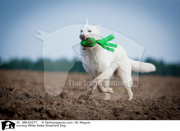 rennender Weier Schweizer Schferhund / running White Swiss Shepherd Dog / MW-04277