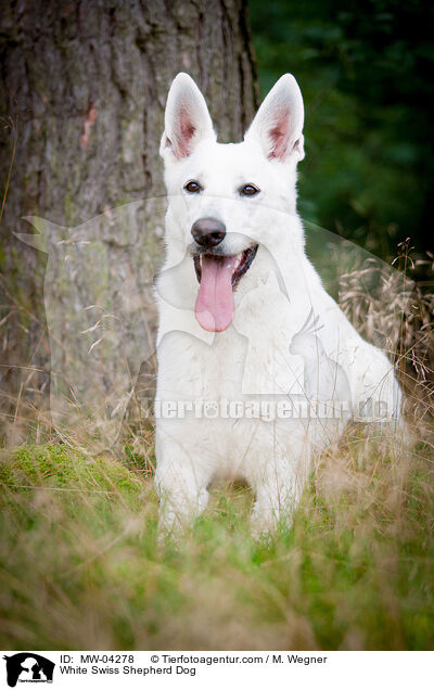 Weier Schweizer Schferhund / White Swiss Shepherd Dog / MW-04278