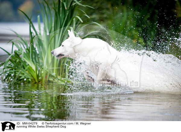 rennender Weier Schweizer Schferhund / running White Swiss Shepherd Dog / MW-04279