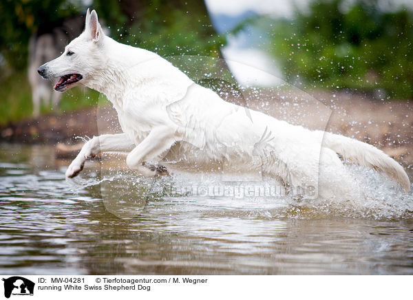 rennender Weier Schweizer Schferhund / running White Swiss Shepherd Dog / MW-04281