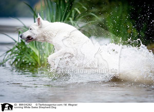 rennender Weier Schweizer Schferhund / running White Swiss Shepherd Dog / MW-04282