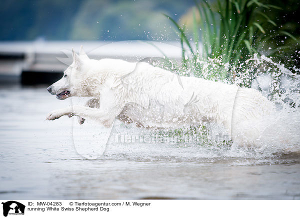rennender Weier Schweizer Schferhund / running White Swiss Shepherd Dog / MW-04283