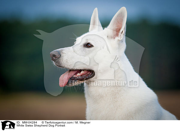 Weier Schweizer Schferhund Portrait / White Swiss Shepherd Dog Portrait / MW-04284