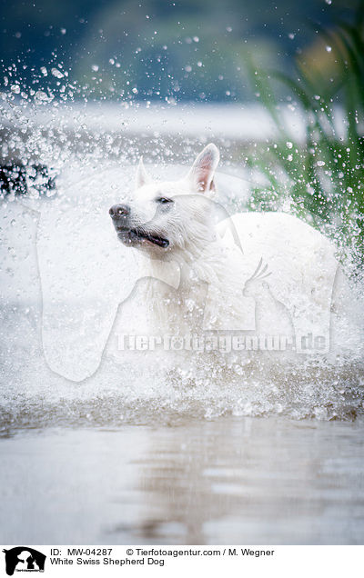 Weier Schweizer Schferhund / White Swiss Shepherd Dog / MW-04287
