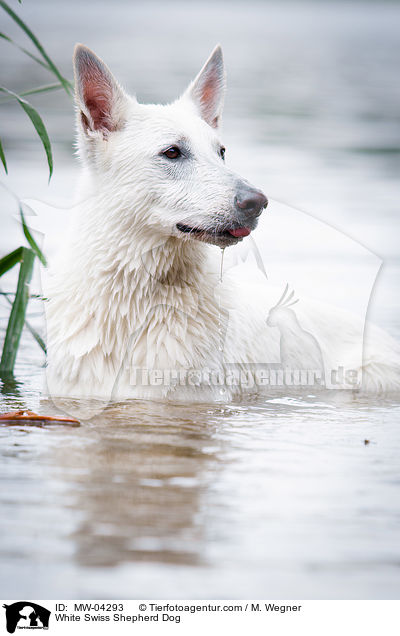 Weier Schweizer Schferhund / White Swiss Shepherd Dog / MW-04293