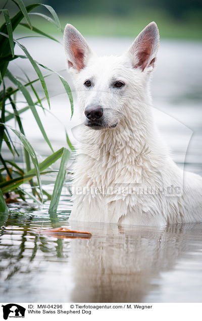 Weier Schweizer Schferhund / White Swiss Shepherd Dog / MW-04296