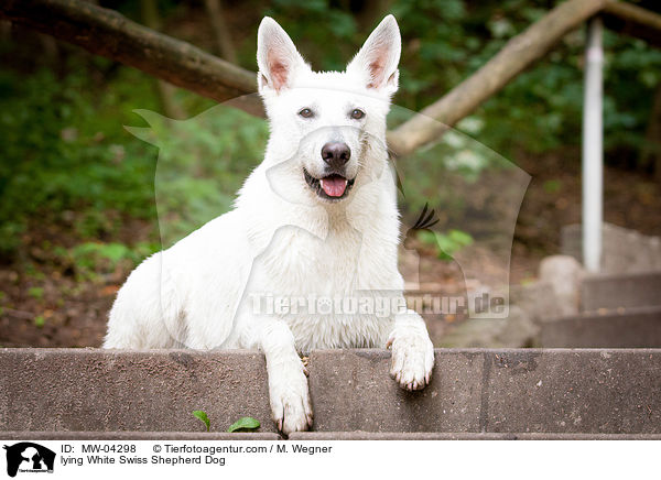 liegender Weier Schweizer Schferhund / lying White Swiss Shepherd Dog / MW-04298