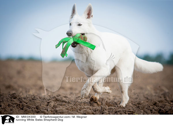 rennender Weier Schweizer Schferhund / running White Swiss Shepherd Dog / MW-04300