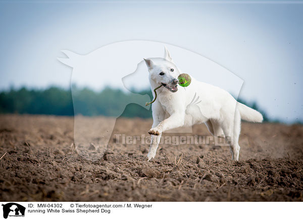 rennender Weier Schweizer Schferhund / running White Swiss Shepherd Dog / MW-04302