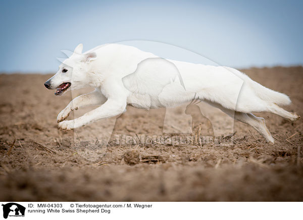 rennender Weier Schweizer Schferhund / running White Swiss Shepherd Dog / MW-04303
