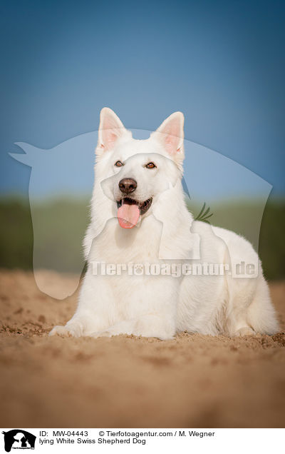 liegender Weier Schweizer Schferhund / lying White Swiss Shepherd Dog / MW-04443