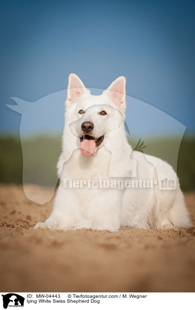 lying White Swiss Shepherd Dog / MW-04443